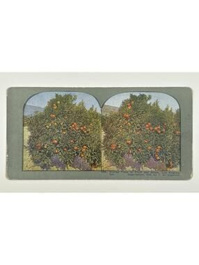 1905 Orange Trees Fruit Bloom Los Angeles Cal Stereoview Photo T W Ingersoll L-1